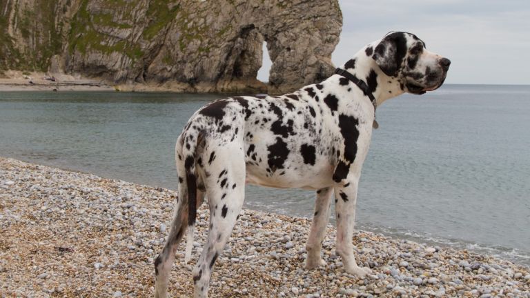 raças de cães grandes: Dogue Alemão