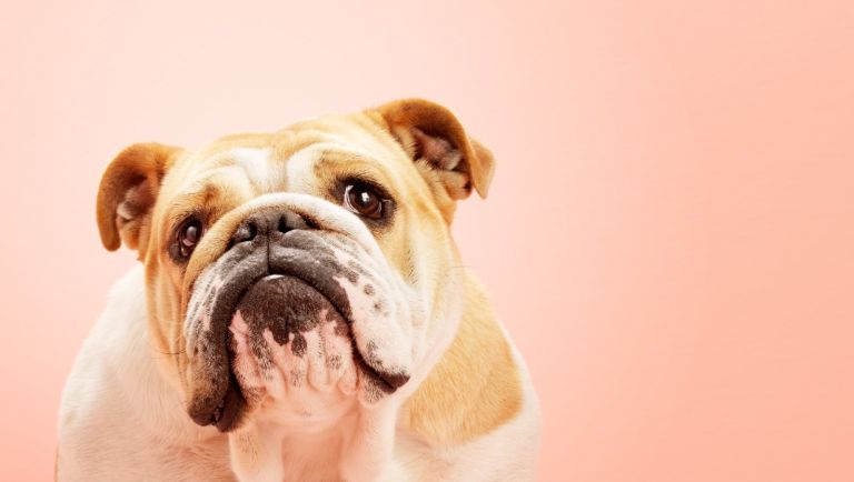 Retrato de cachorro touro inglês