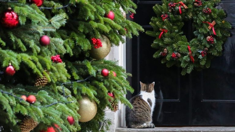 árbol de Navidad a prueba de gatos