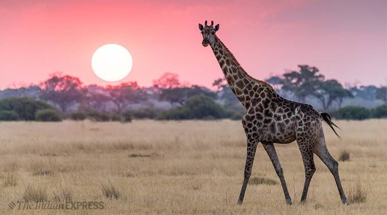 dia mundial da girafa, dia mundial da girafa 2019, fatos para crianças, girafa