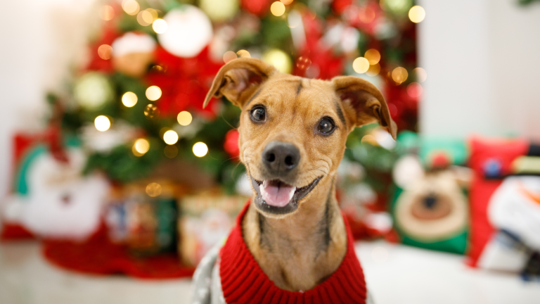 Jersey navideño y colección de atuendos festivos para perros