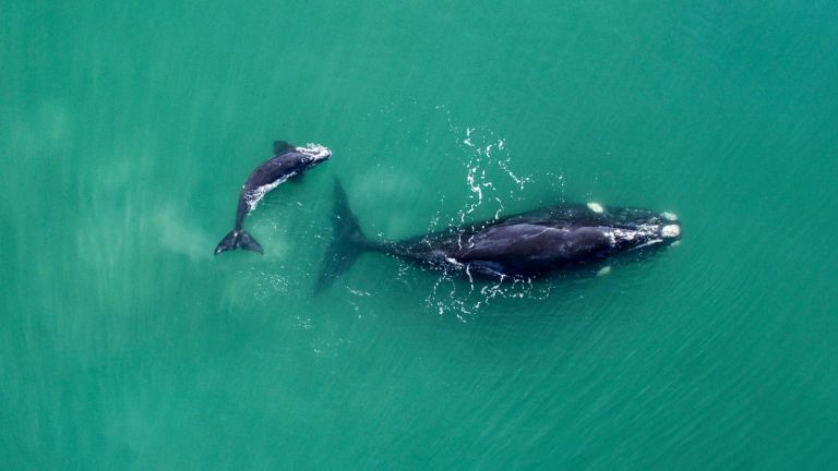 ballenas en el mar