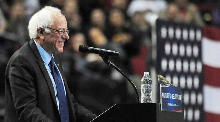 Lixadeiras Bernie, pássaro na lixadeira rally