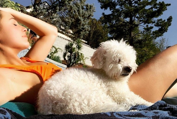 cachorro loryn york