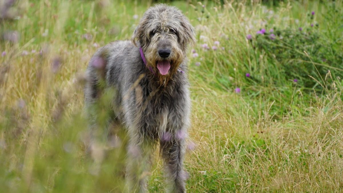Wolfhound irlandês
