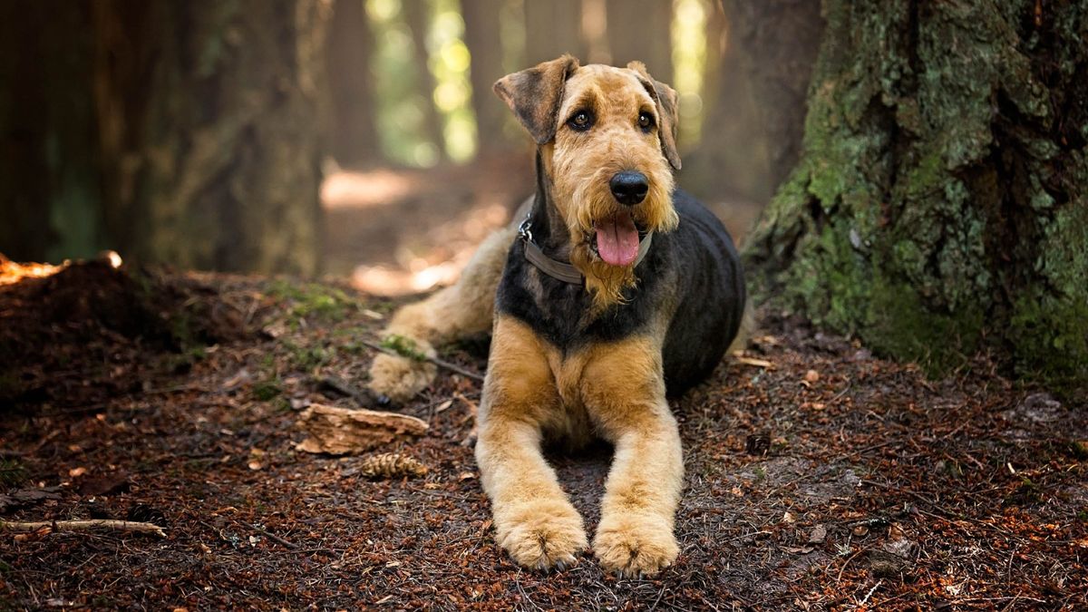 Airedale Terrier