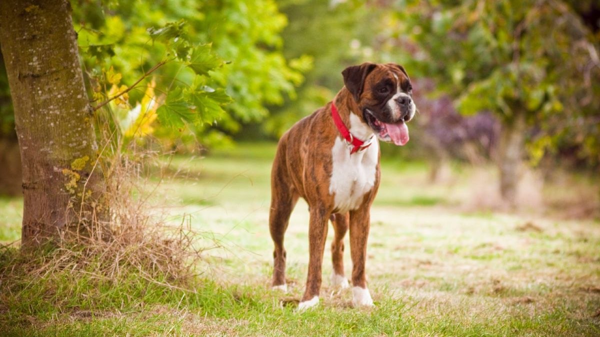 Boxer