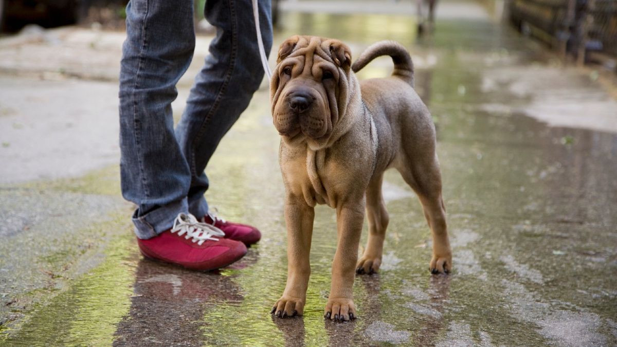 Shar Pei