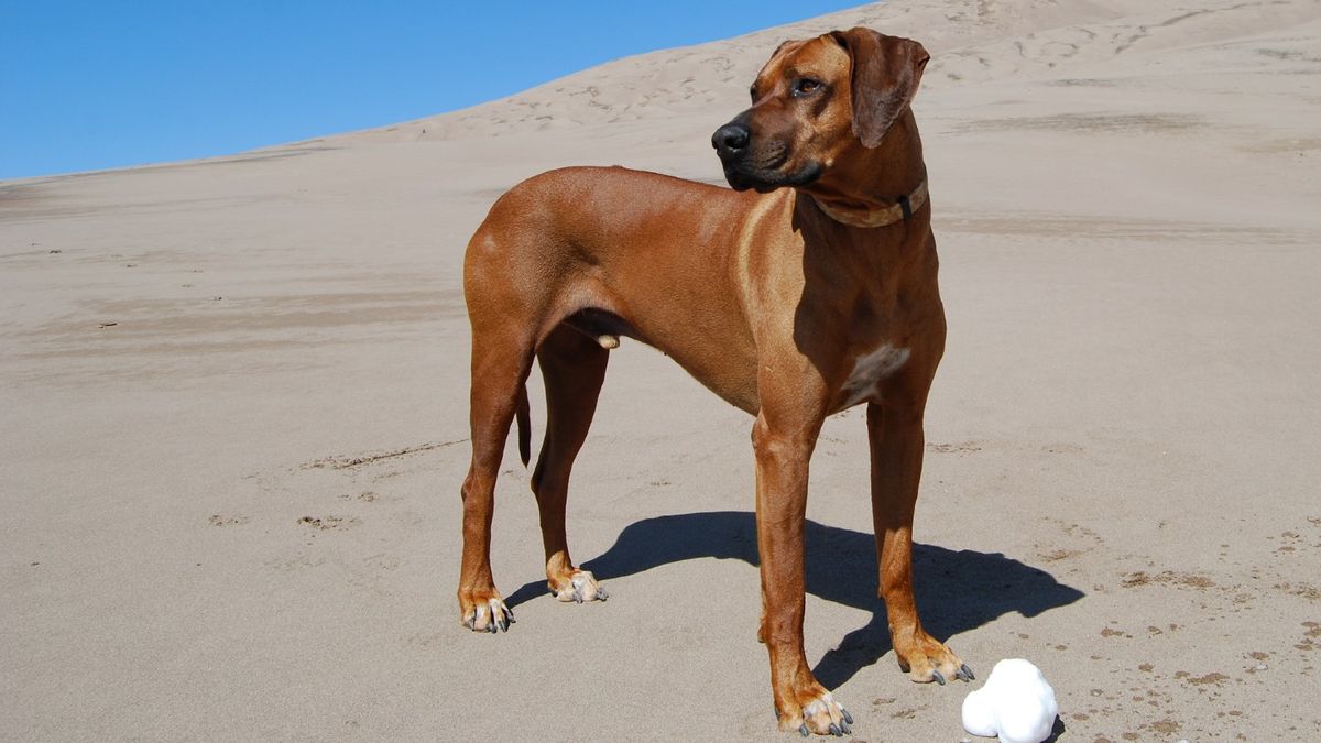 Rhodesian Ridgeback