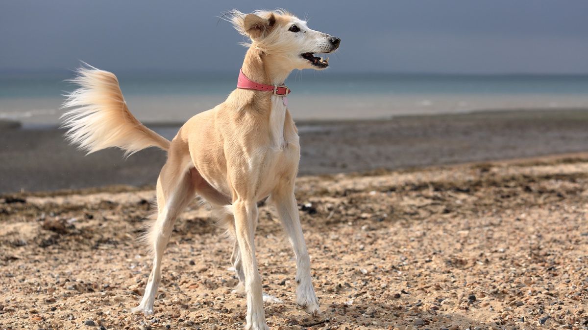 Saluki