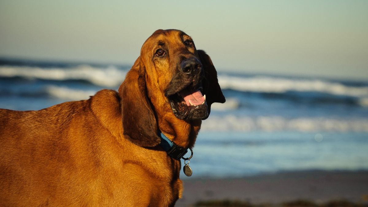 Bloodhound