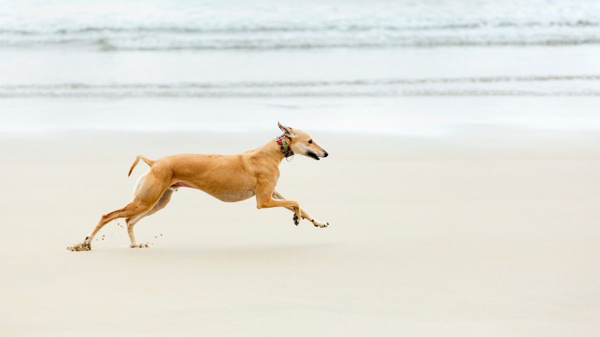 Greyhound