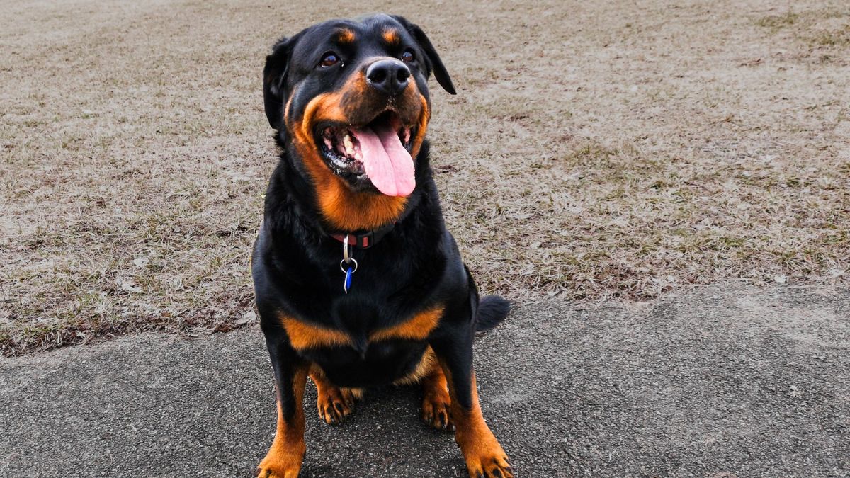 Rottweiler