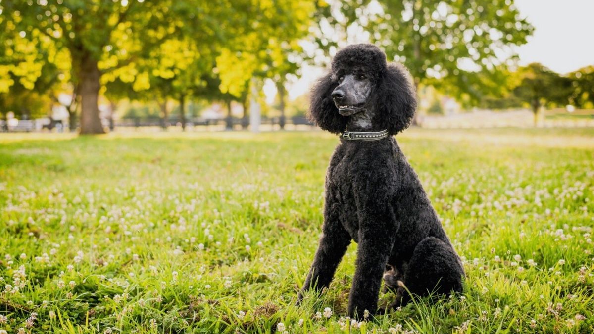 Poodle Standard
