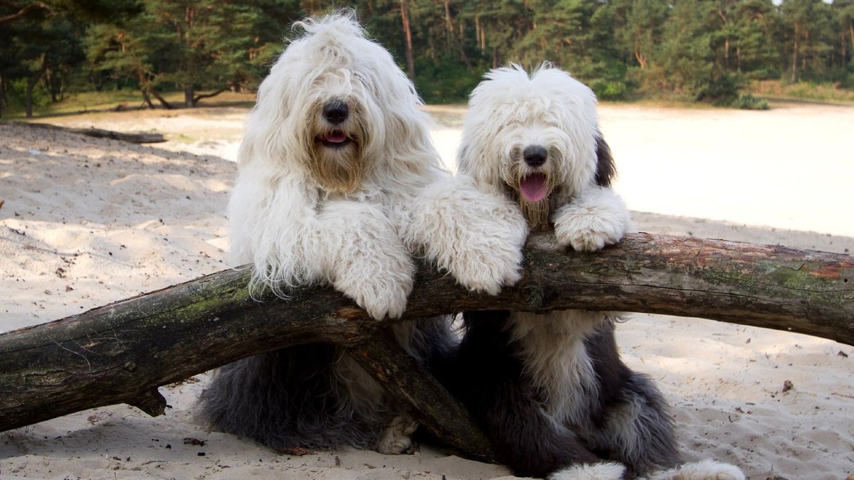 Old English Sheepdog