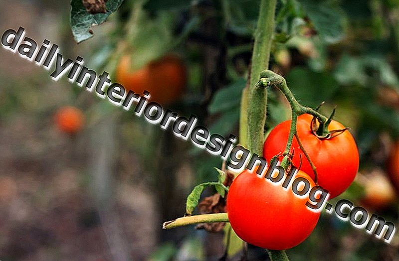 Les meilleures et les pires plantes compagnes pour les tomates