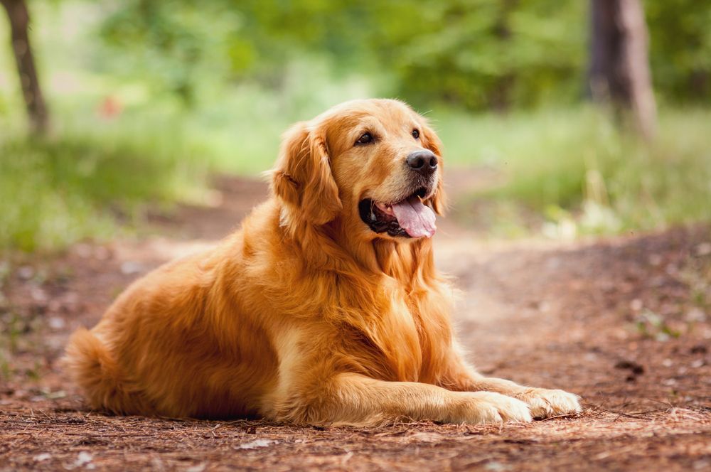 Vídeos mais engraçados de cães