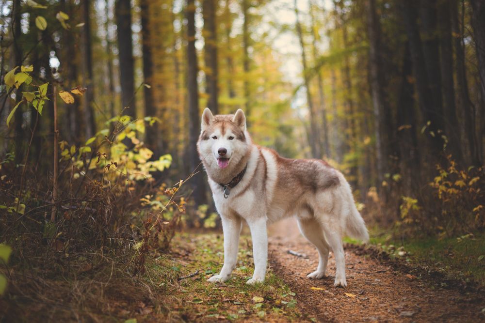 Vídeos mais engraçados de cães