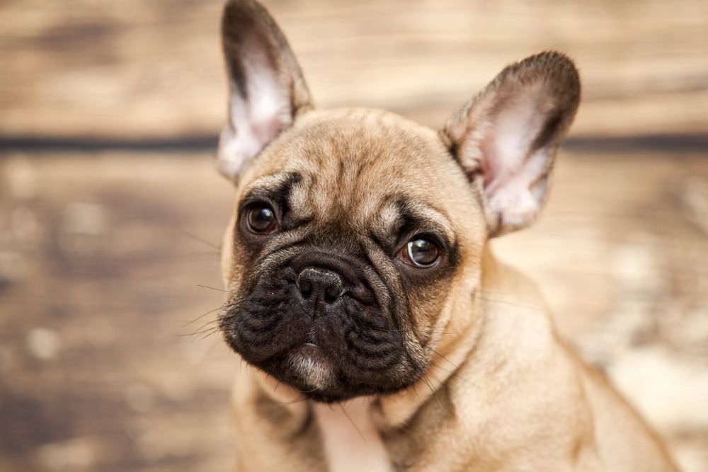 Vídeos mais engraçados de cães