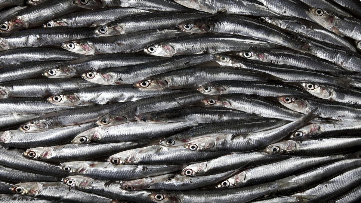 sardinky