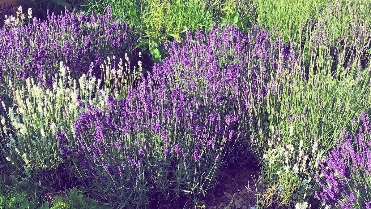 Um campo de lavanda