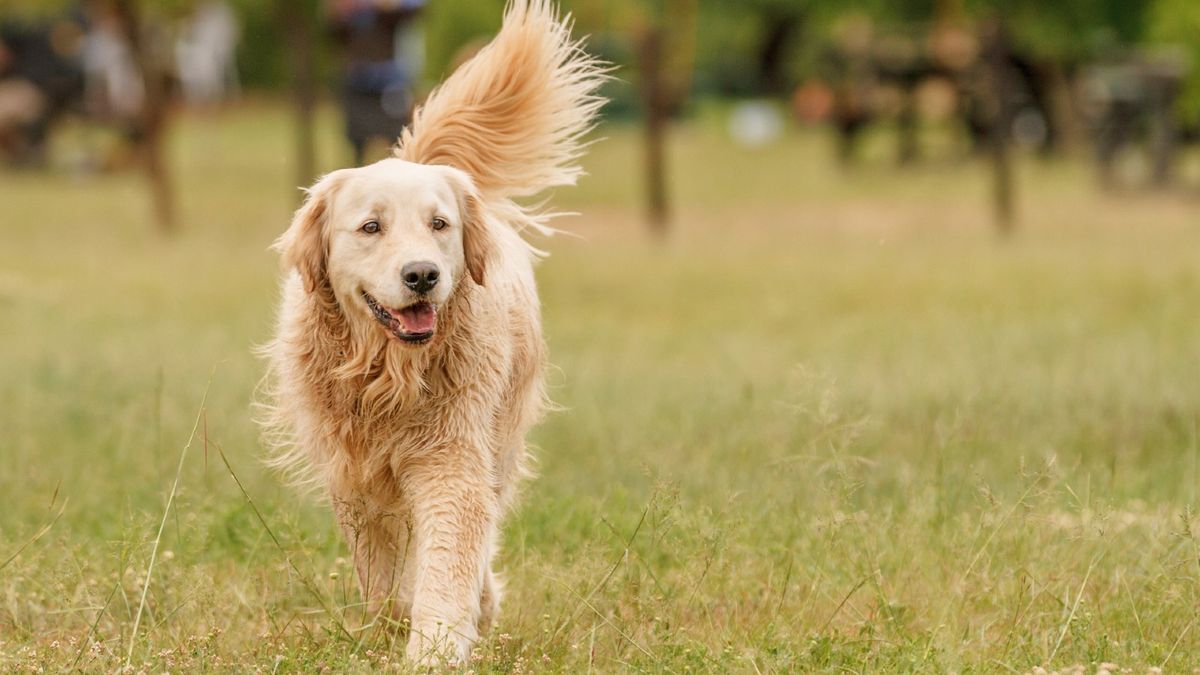 Zlatý retriever