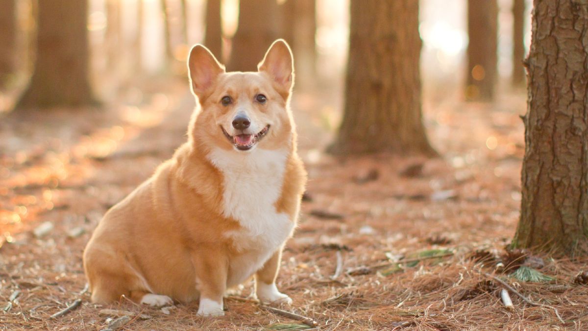 welsh corgi