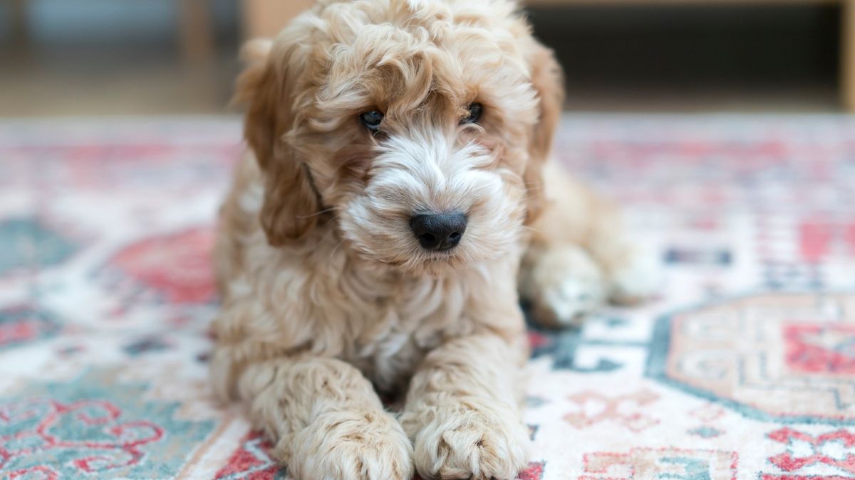 cockapoo