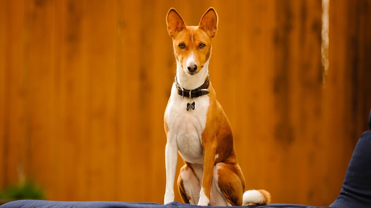 basenji