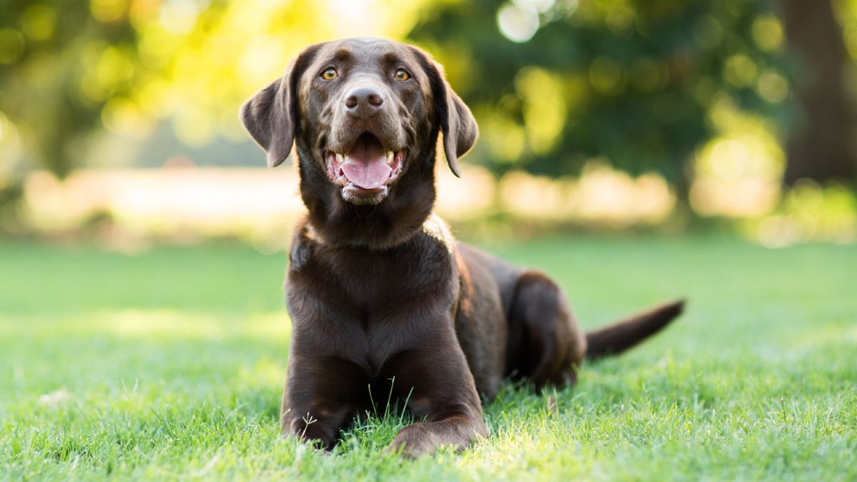 Labrador