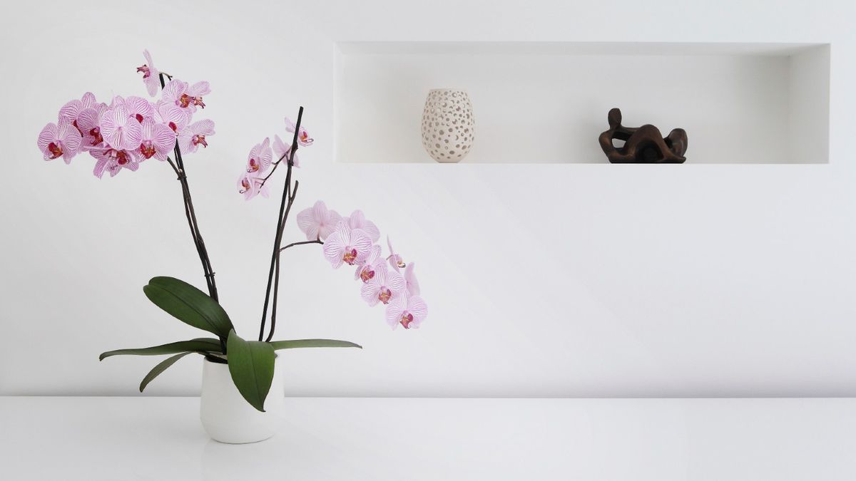 orquídea rosa em vaso branco contra parede branca