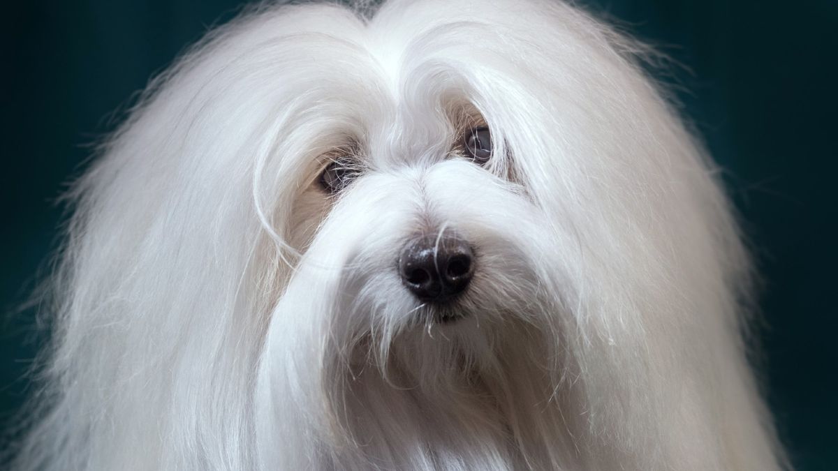 Coton de Tulear