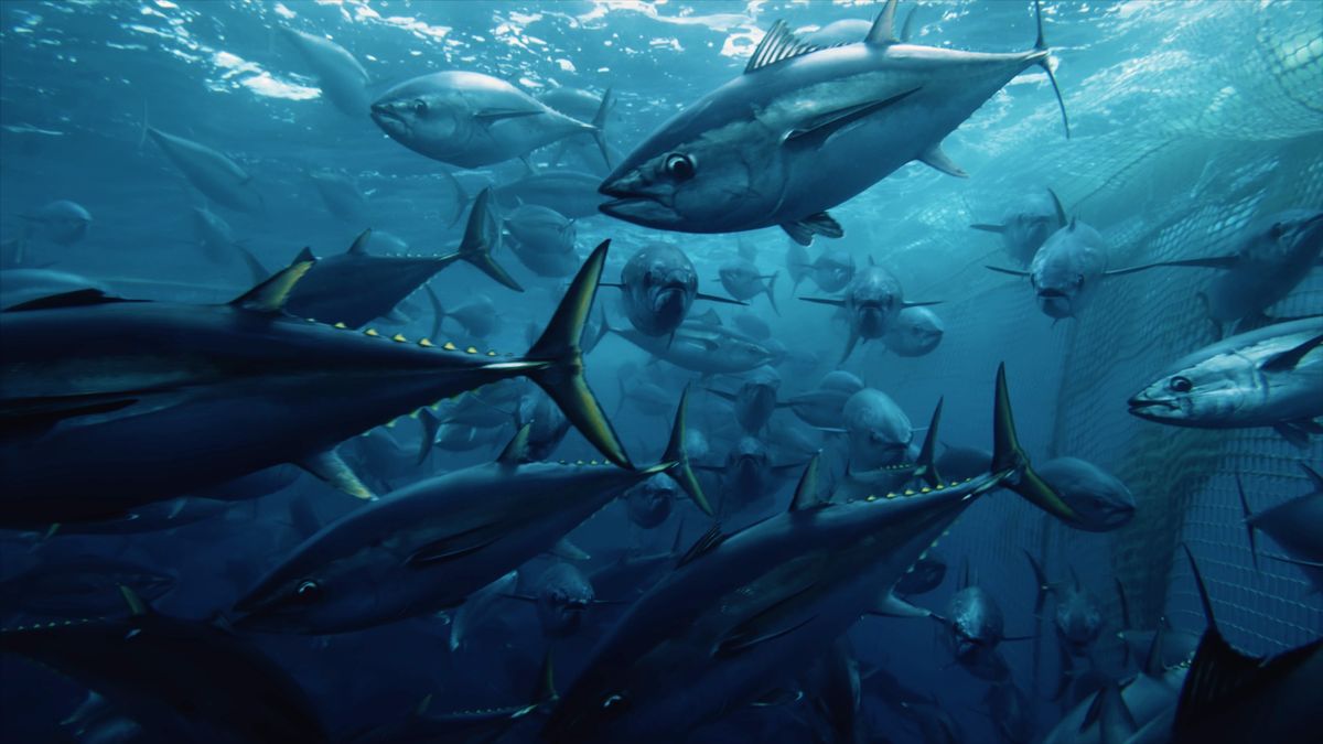 Pescar en el mar con red de pesca un alambique de seaspiracy