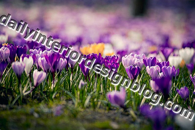 14 belles variétés de crocus