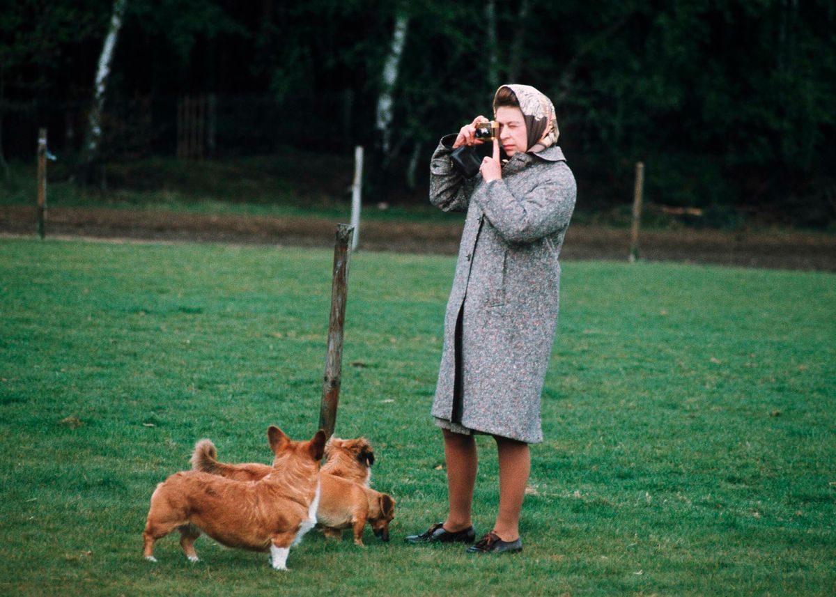 Kráľovná Alžbeta II. Fotografovala svoje corgis vo Windsor Parku v roku 1960 v anglickom Windsore
