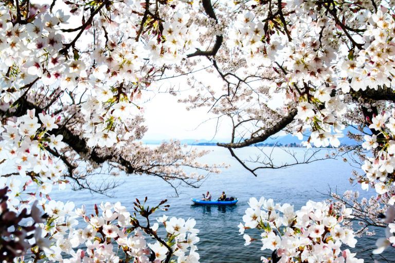 14 fotografii frumoase cu flori de cireș japoneze în plină floare