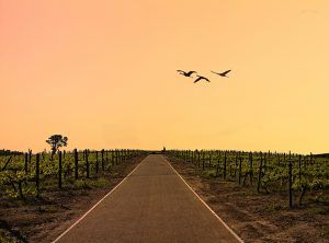 Stellenbosch, Winelands, Kapské Mesto