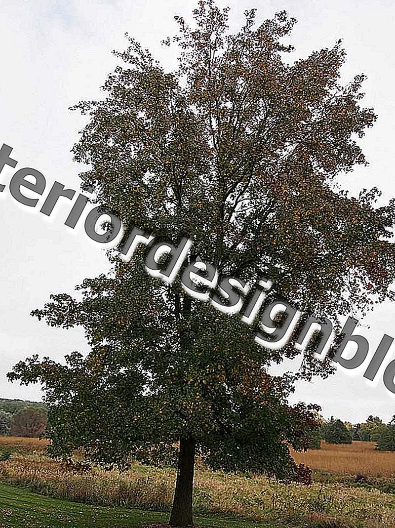 Pěstování americké sweetgum (Liquidambar styraciflua)