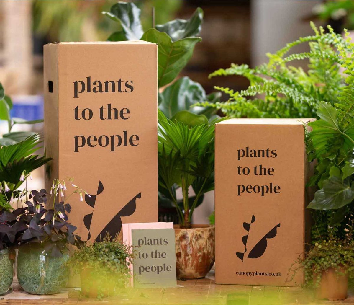 Canopy Plants Classic Assinatura Mensal de Plantas